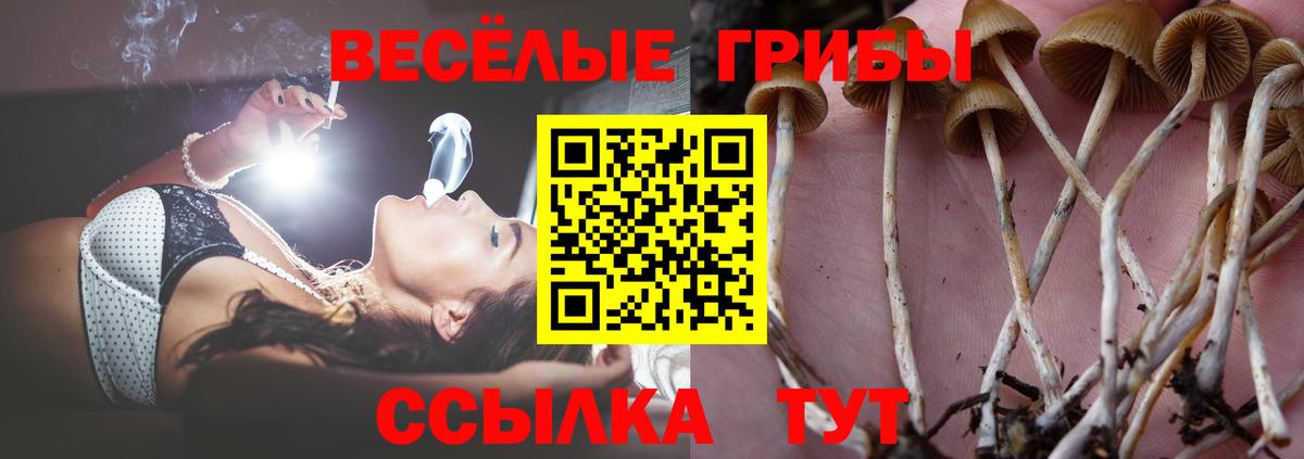 Псилоцибиновые грибы прущие грибы  сколько стоит  Вход с VPN  Тельмана  Псилоцибиновые грибы Cubensis 
